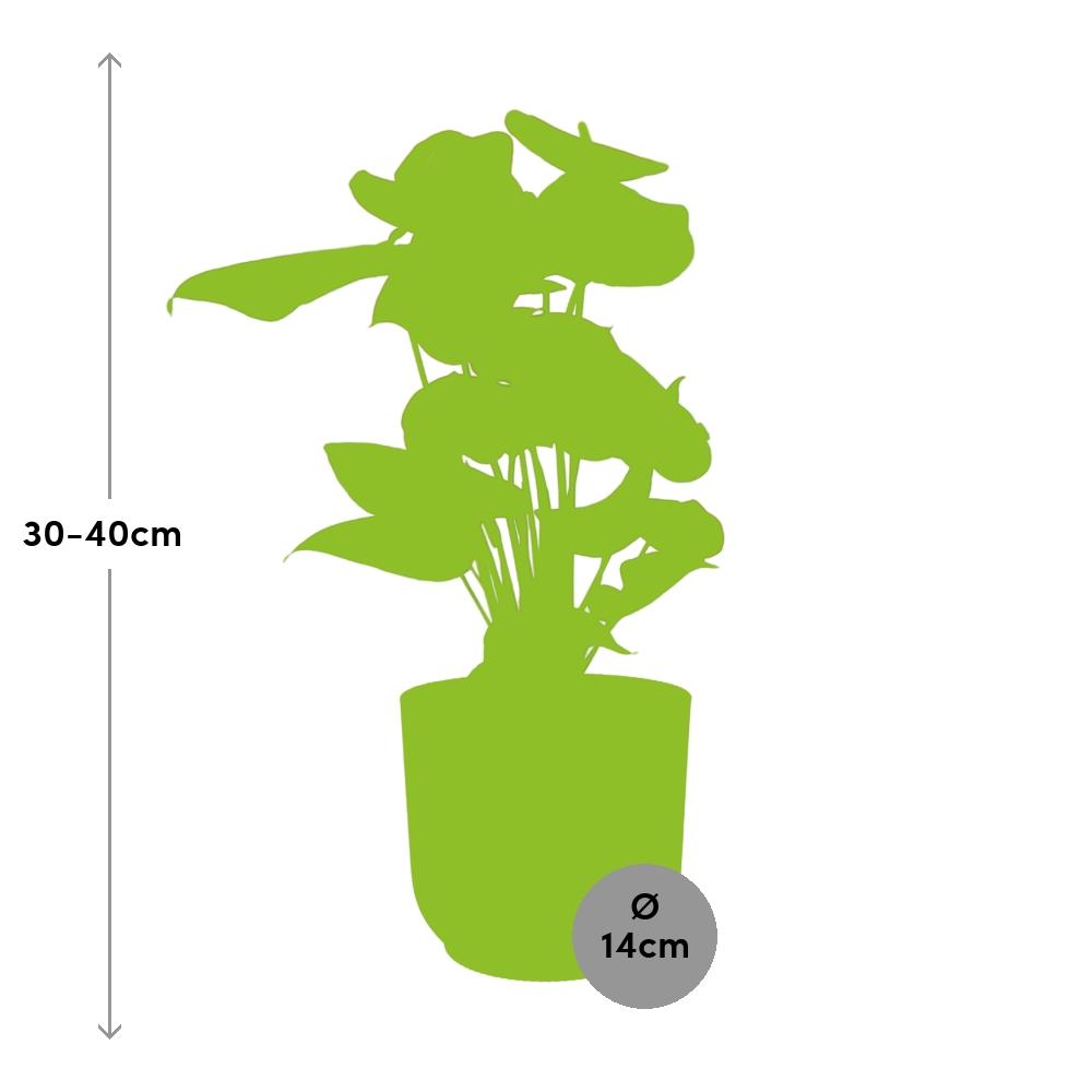 Flamingoplant / Anthurium – ↕30cm – ⌀14cm – in gele pot