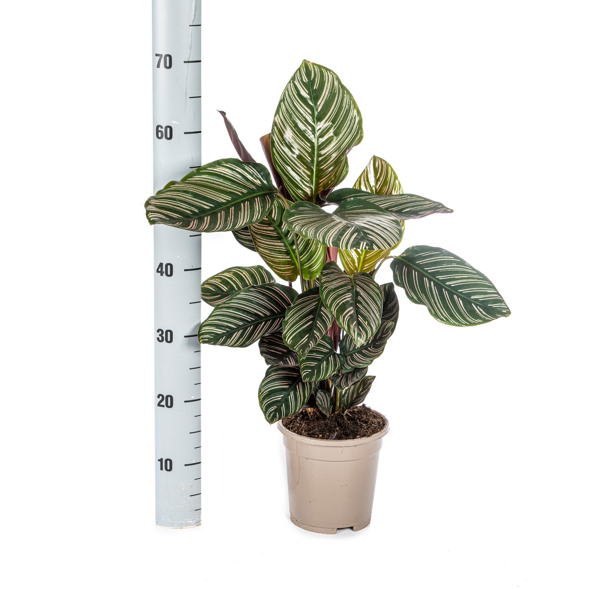 Slaapplant / Calathea ornata – ↕45cm – ⌀17cm