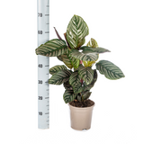 Slaapplant / Calathea ornata – ↕45cm – ⌀17cm