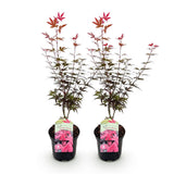 Green boutiQ - Terrasplant - Japanse Esdoorn - Acer palmatum Skeetsers Broom - Paars - 2 Planten - Bladverliezend - Pot 19cm Hoogte 70cm