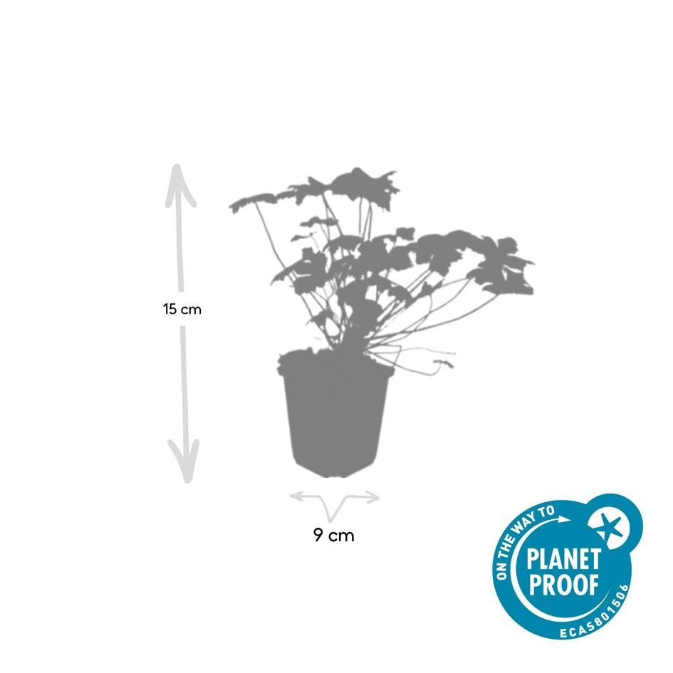 24x Geranium macr. 'Czakor' - ↕10-25cm - Ø9cm