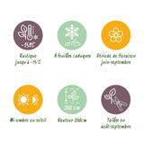 Hortensia / Hydrangea macrophylla Blue - Bloem Wit - 1 Plant - Bladverliezend - Weinig Onderhoud - Pot 17cm Hoogte 30cm