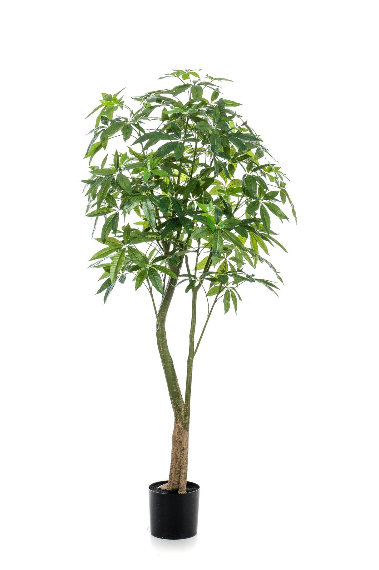 Kunstpflanze - Pachira Aquatica - Geldbaum - 180 cm