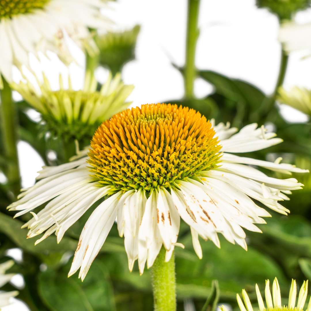Echinacea Purpurea Blanche Ø19cm - ↕60cm - Ø70cm