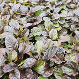 24x Ajuga reptans - ↕10-25cm - Ø9cm