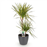 Dracaena Sunray - Drakenbloedboom - Weinig onderhoud - Groen - 1 Plant - met Potter Grijs - Pot 21cm - Hoogte 90-100cm