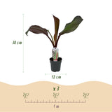 Green boutiQ - Fruitplant - Bananen plant - Ensete ventricosum Maurelli - Winterhard - 2 planten - Pot 12cm Hoogte 30cm