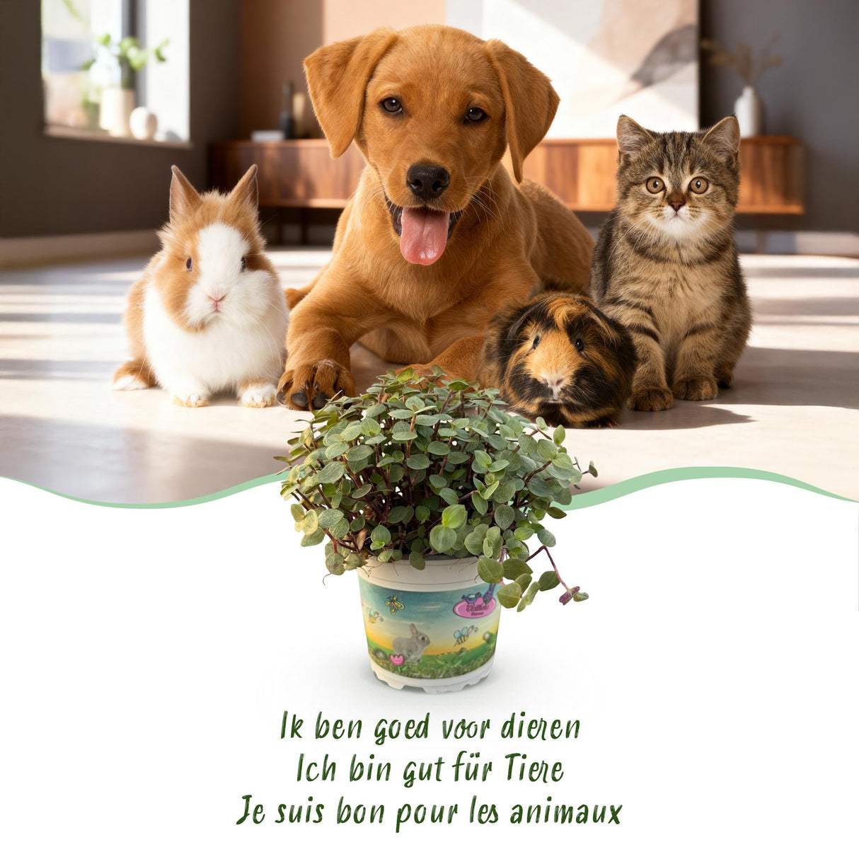 Calissia repens - Kattengras - Huisdiervriendelijk - Groen - 4 Planten - met Mand - Pot 12cm - Hoogte 17-20cm