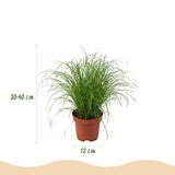 Chlorophytum - Cyperus - Phlebodium - Marantha - Mix van 4 - Huisdiervriendelijke Planten - Groen - 4 Planten - met Mand - Pot 12cm - Hoogte 25cm