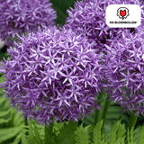 Allium Globemaster 5 stuks