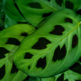Maranta Fascinator Kerchoveana - Zebraplant - Huisdiervriendelijke Plant - Groen - 1 Plant - met Potter Grijs - Pot 12cm - Hoogte 25cm