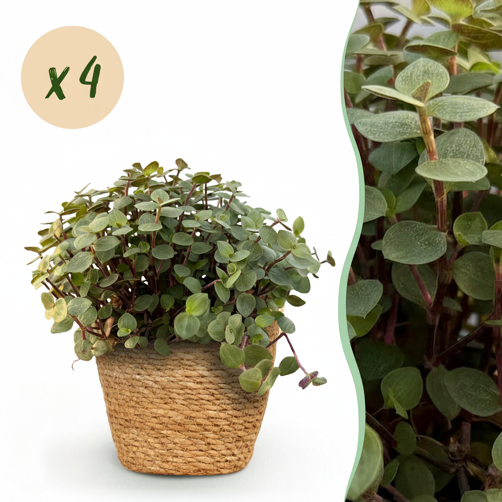 Calissia repens - Kattengras - Huisdiervriendelijk - Groen - 4 Planten - met Mand - Pot 12cm - Hoogte 17-20cm