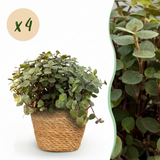 Calissia repens - Kattengras - Huisdiervriendelijk - Groen - 4 Planten - met Mand - Pot 12cm - Hoogte 17-20cm
