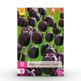 Green boutiQ - Bloembollen - Tulp Triumph Black - Kleur Donker Paars - 12 stuks - Bolmaat 11/12 - XXL Pack