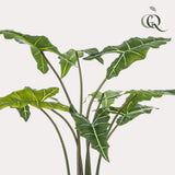 Kunstplant - Alocasia Frydek - Oreille d'éléphant - 120 cm