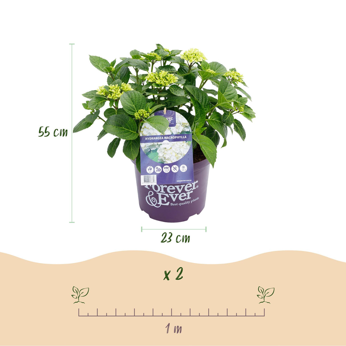Hortensia - Hydrangea Forever & Ever - Wit - 7-12 Bloemen - Pot 23cm Hoogte 55cm