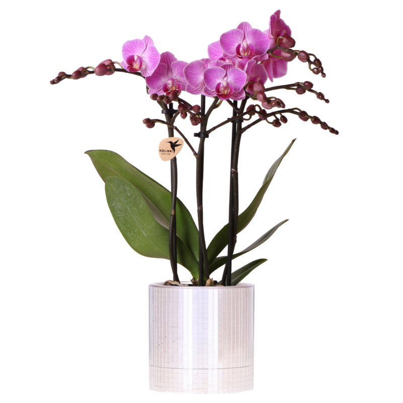 Paarse Vienna orchidee + Disco sierpot – potmaat Ø9cm | bloeiende kamerplant – vers van de kweker