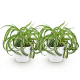 Chlorophytum comosum Bonnie - Krullende Graslelie - Huisdiervriendelijke Plant - Groen - 2 Planten - met Potter Wit - Pot 12cm - Hoogte 20cm