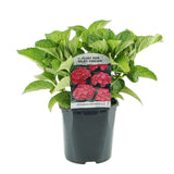 Hortensia / Hydrangea macrophylla Red - Bloem Rood - 1 Plant - Bladverliezend - Weinig Onderhoud - Pot 17cm Hoogte 30cm