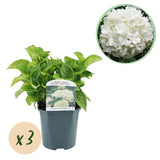 Hortensia / Hydrangea macrophylla Wit – ↕30 cm – ⌀17 cm