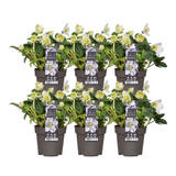 6x Helleborus niger 'Christmas Carol' | Ø 12 cm  | ↕ 20 cm