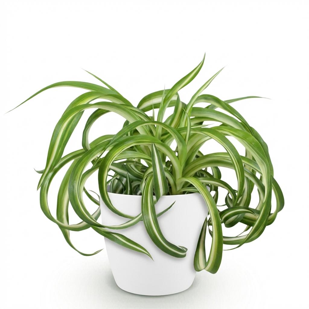 Chlorophytum comosum Bonnie - Krullende Graslelie - Huisdiervriendelijke Plant - Groen - 1 Plant - met Potter Wit - Pot 12cm - Hoogte 20cm