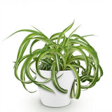 Chlorophytum comosum Bonnie - Krullende Graslelie - Huisdiervriendelijke Plant - Groen - 1 Plant - met Potter Wit - Pot 12cm - Hoogte 20cm
