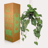 Kunstpflanze - Anthurium Clarinervium - Aderpflanze - 80 cm