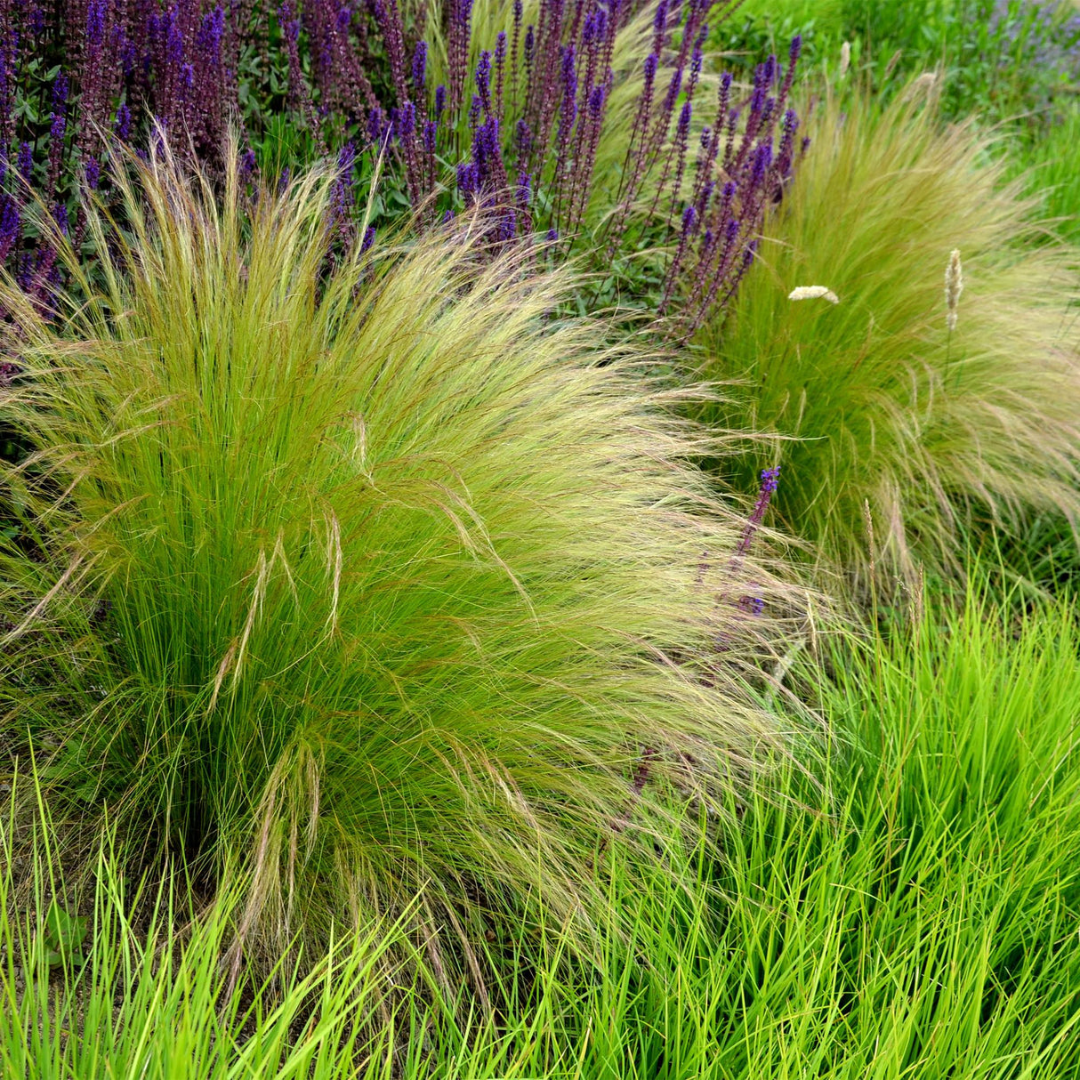 Siergrassen - Stipa tenuifolia Pony Tails - Groen - 4 Planten - Bladhoudend - Weinig Onderhoud - Pot 17cm Hoogte 50cm