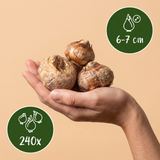 240x Fritillaria Meleagris Mix - Kievitsbloem mix - Paars en Wit - Verwilderingsbol - Bolmaat 6/7