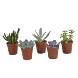 Vetplanten mix 5.5 cm - 5x - zonder pot