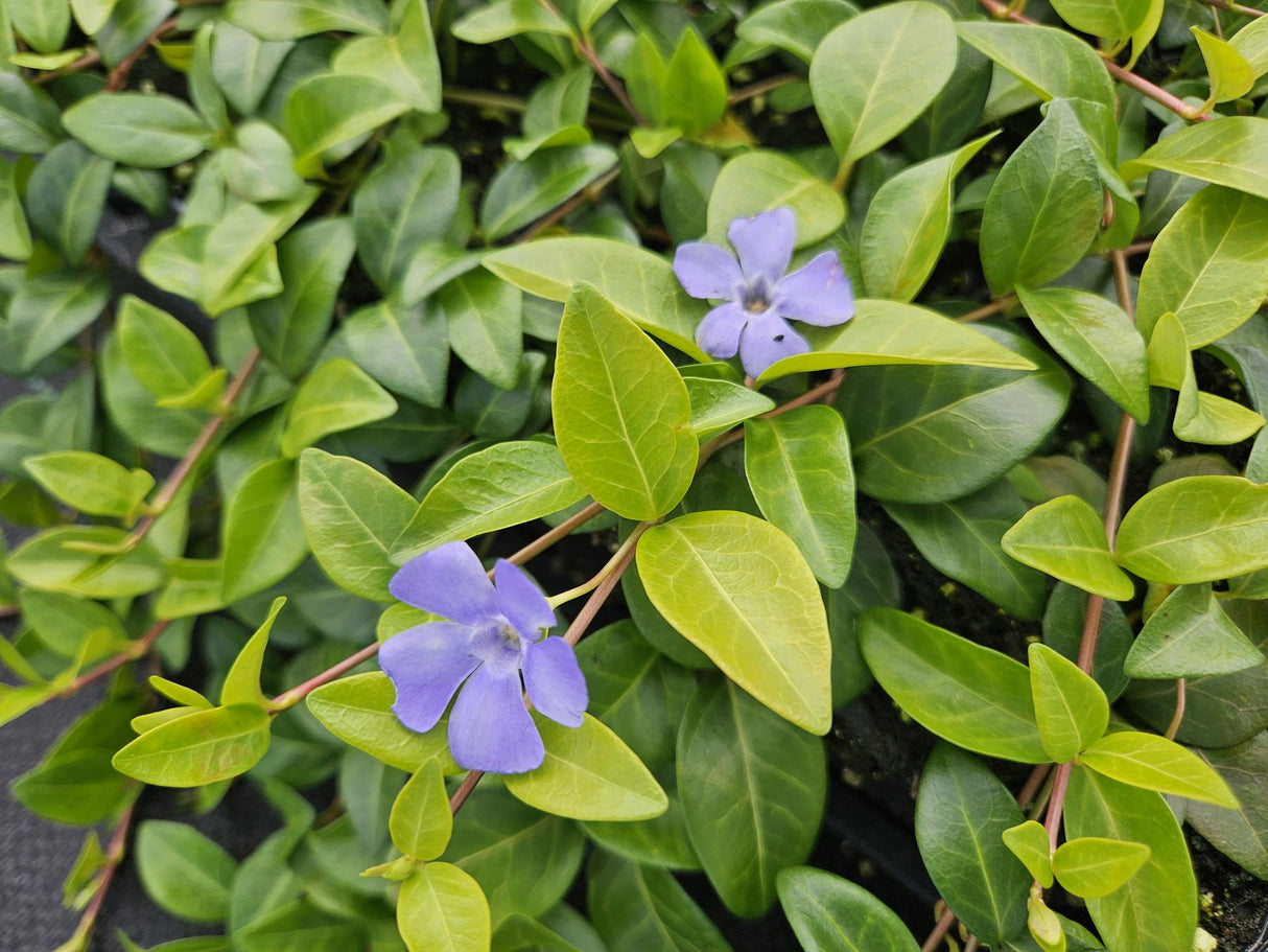 48x Vinca minor 'La Grave' - ↕10-25cm - Ø9cm