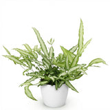 Pteris cretica Albolineata - Lintvaren - Huisdiervriendelijke Plant - Groen - 1 Plant - met Potter Wit - Pot 12cm - Hoogte 20cm