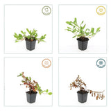 48x Persicaria aff. 'Darjeeling Red' - ↕10-25cm - Ø9cm