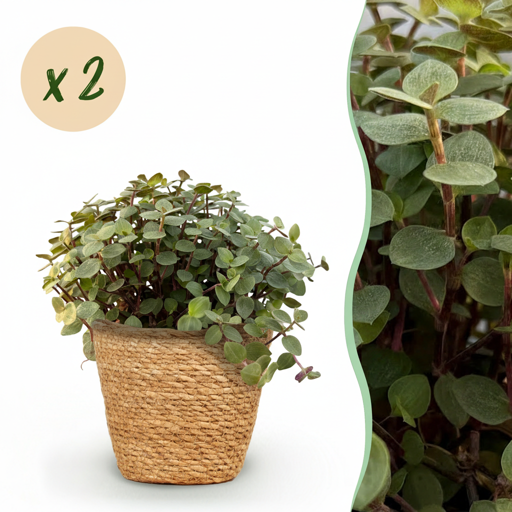 Calissia repens - Kattengras - Huisdiervriendelijk - Groen - 2 Planten - met Mand - Pot 12cm - Hoogte 17-20cm