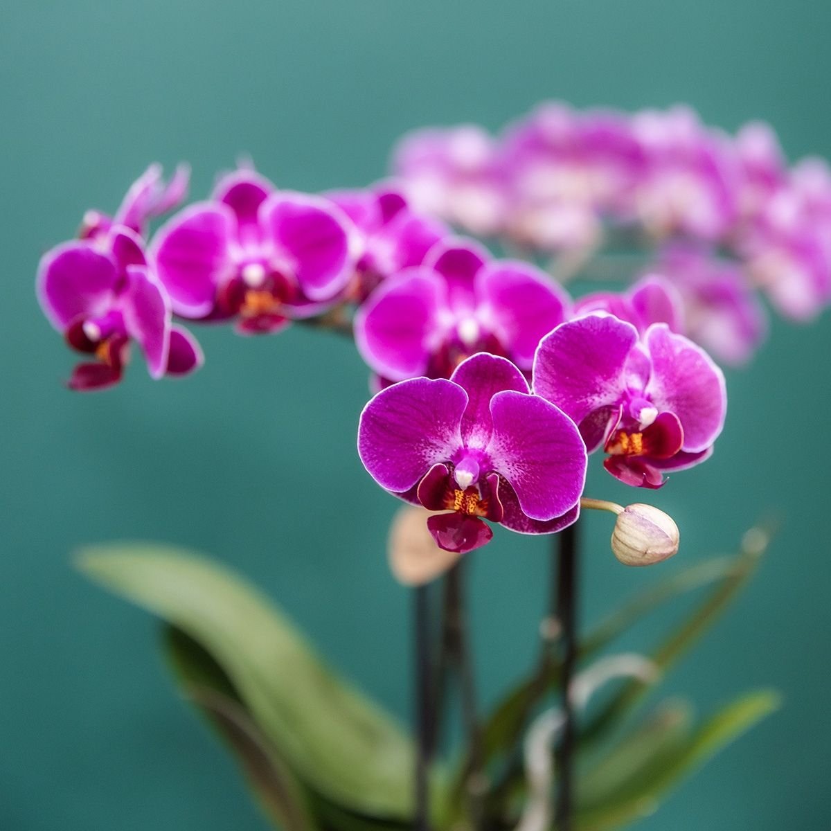 Kolibri Orchids | Paarse Phalaenopsis Orchidee - Mineral Morelia in Retro Sierpot Paars met Giftbox - Ø9 cm