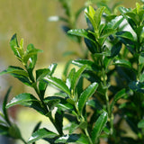 Green boutiQ - Haagplanten - Euonymus japonica Green Spire -  blad groen - 8 planten - 1 strekkende meter - groenblijvend - pot 9cm hoogte 20-25cm