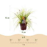 Siergrassen -  Carex oshimensis Everillo - Geel - 4 Planten - Bladhoudend - Weinig Onderhoud - Pot 17cm Hoogte 50cm