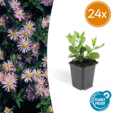 24x Aster ageratoides 'Asran' - ↕10-25cm - Ø9cm