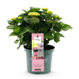 Hortensia - Hydrangea Magical Revolution Pink - Pink - 6-10 Bloemen - Pot 23cm Hoogte 55cm