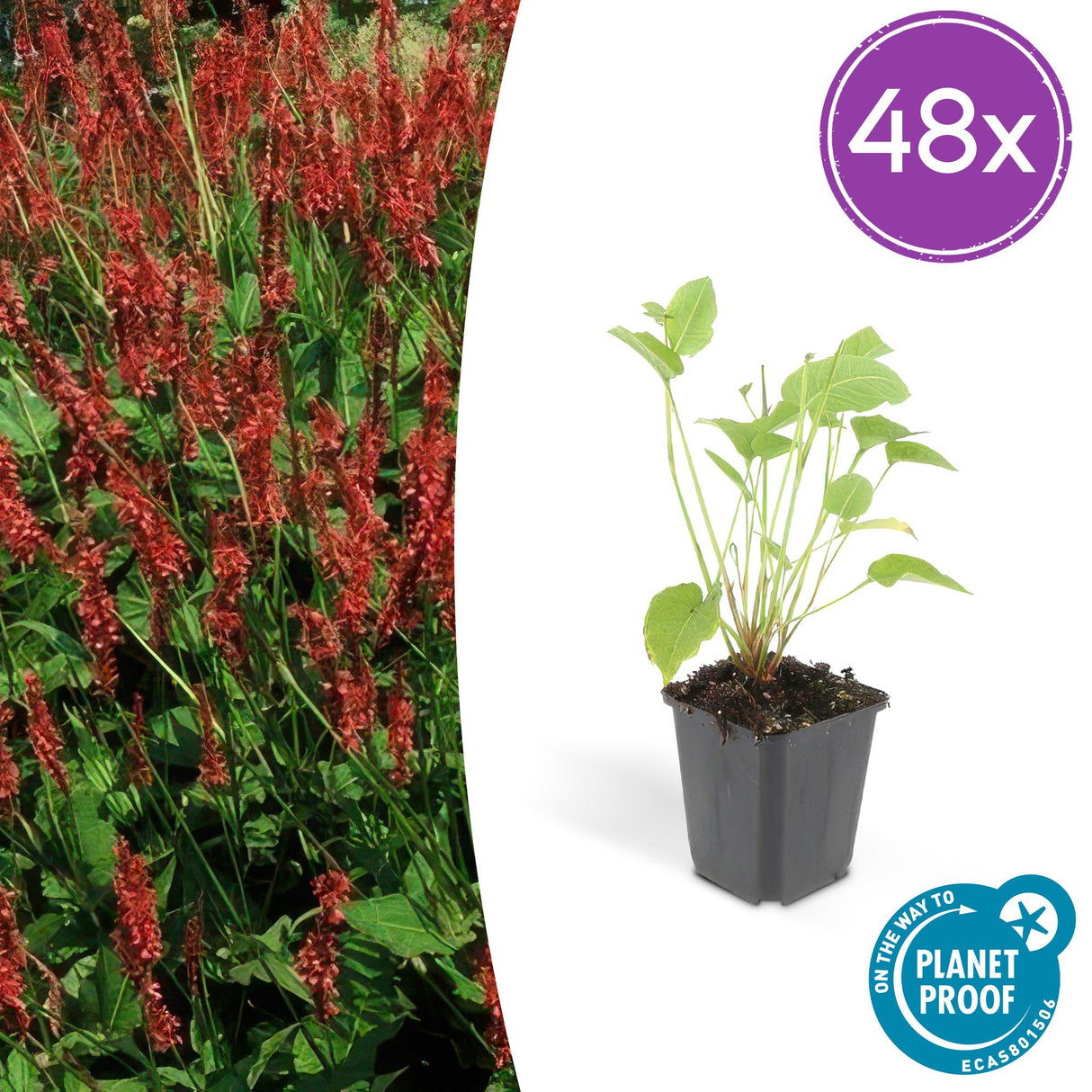 48x Persicaria amplexicaulis - ↕10-25cm - Ø9cm