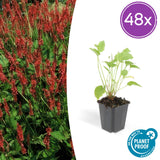 48x Persicaria amplexicaulis - ↕10-25cm - Ø9cm