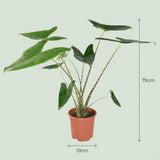 Olifantsoor Zebrina - Alocasia Zebrina - Groen - Weinig onderhoud - 1 Plant - met Mand - Pot 21 cm - Hoogte 70 - 75cm