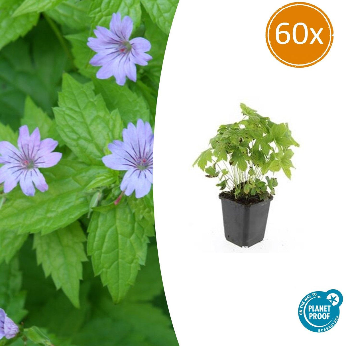 60x Geranium nodosum - ↕10-25cm - Ø9cm