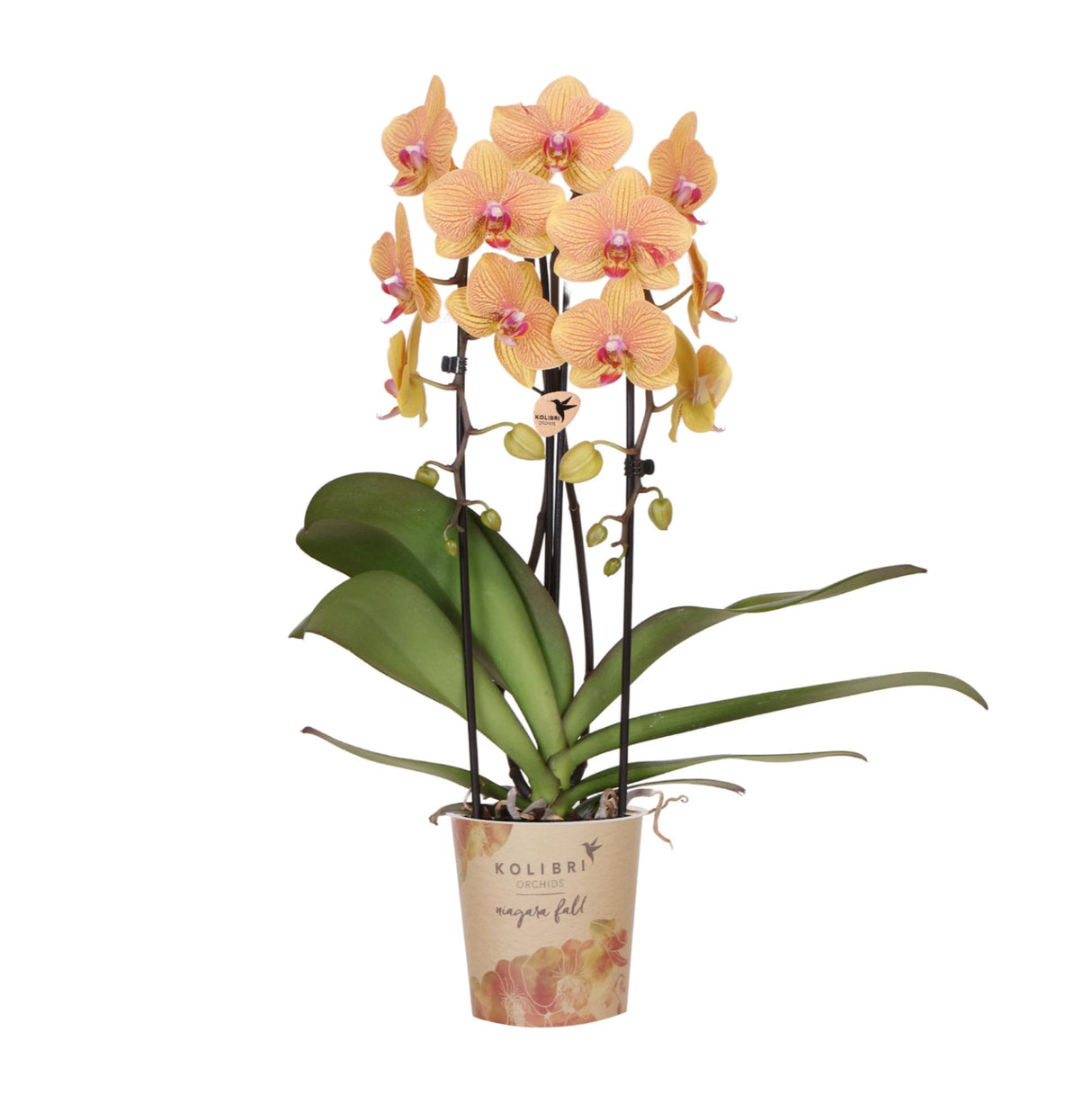 Kolibri Orchids | Oranje phalaenopsis orchidee potmaat Ø12cm | Sunny Bunny | bloeiende kamerplant - vers van de kweker