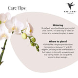 Kolibri Orchids | witte Phalaenopsis orchidee – Amabilis + Luxury sierpot gold – potmaat Ø9cm – 40cm hoog | bloeiende kamerplant in bloempot - vers van de kweker