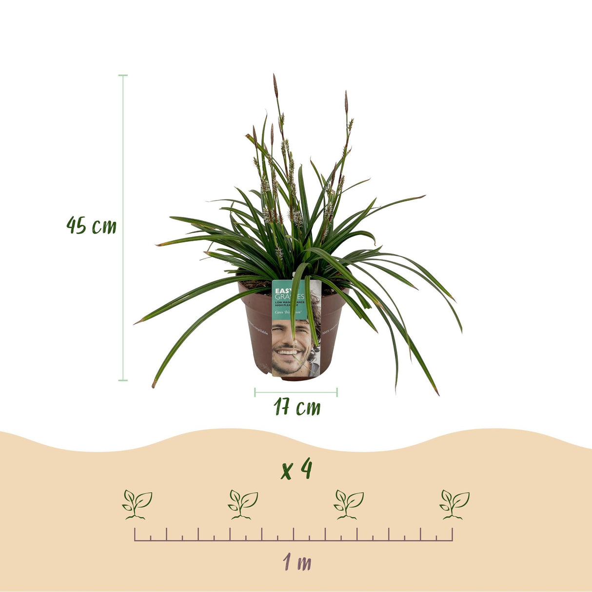 Siergrassen -  Carex morrowii Irish Green - Groen & Geel - 4 Planten - Bladhoudend - Weinig Onderhoud - Pot 17cm Hoogte 50cm