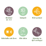 Green boutiQ - Haagplanten - Prunus lusitanica Angustifolia - blad groen - 8 planten - 1 strekkende meter - groenblijvend - pot 9cm hoogte 30-35cm