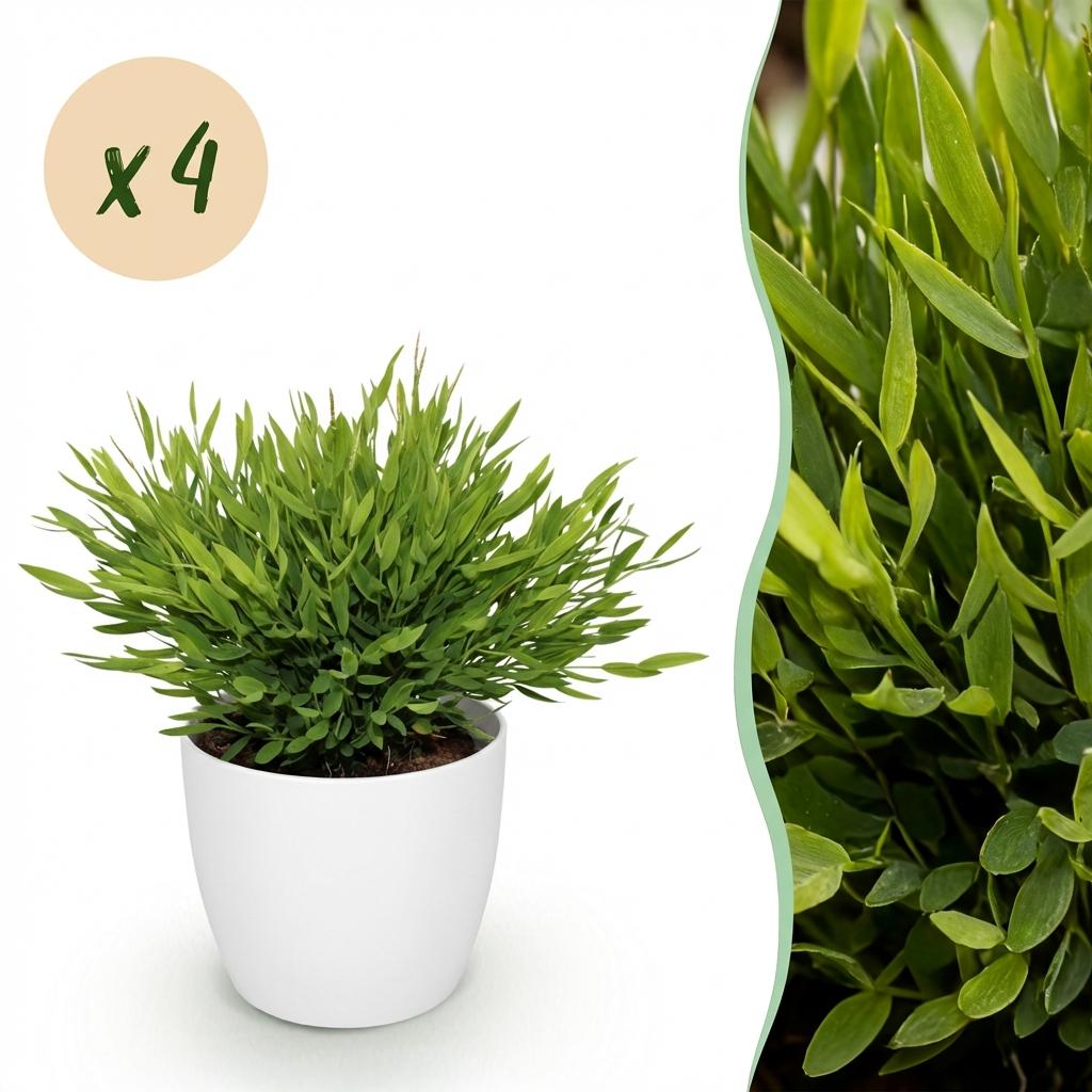 Bamusa Pogonatherum Monica - Bamboegras - Huisdiervriendelijke Plant - Groen - 4 Planten - met Potter Wit - Pot 12cm - Hoogte 20cm