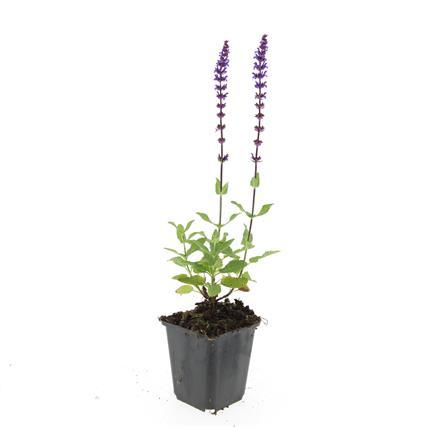 24x Salvia nem. 'Caradonna' - ↕10-25cm - Ø9cm